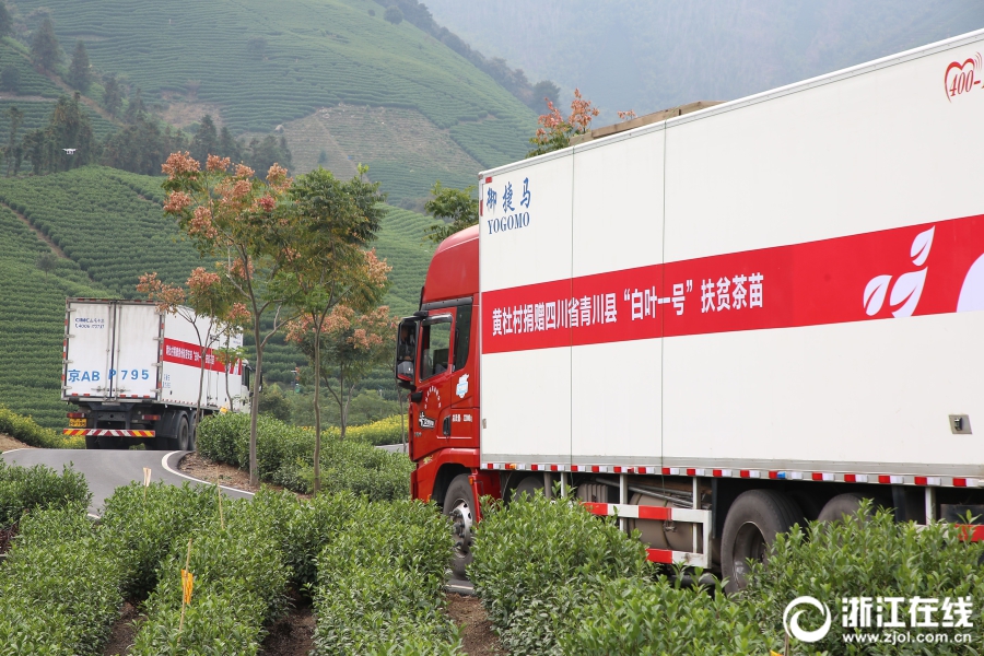 首批安吉“扶贫茶苗”启运青川 开云体云APP官网入口爱心助力