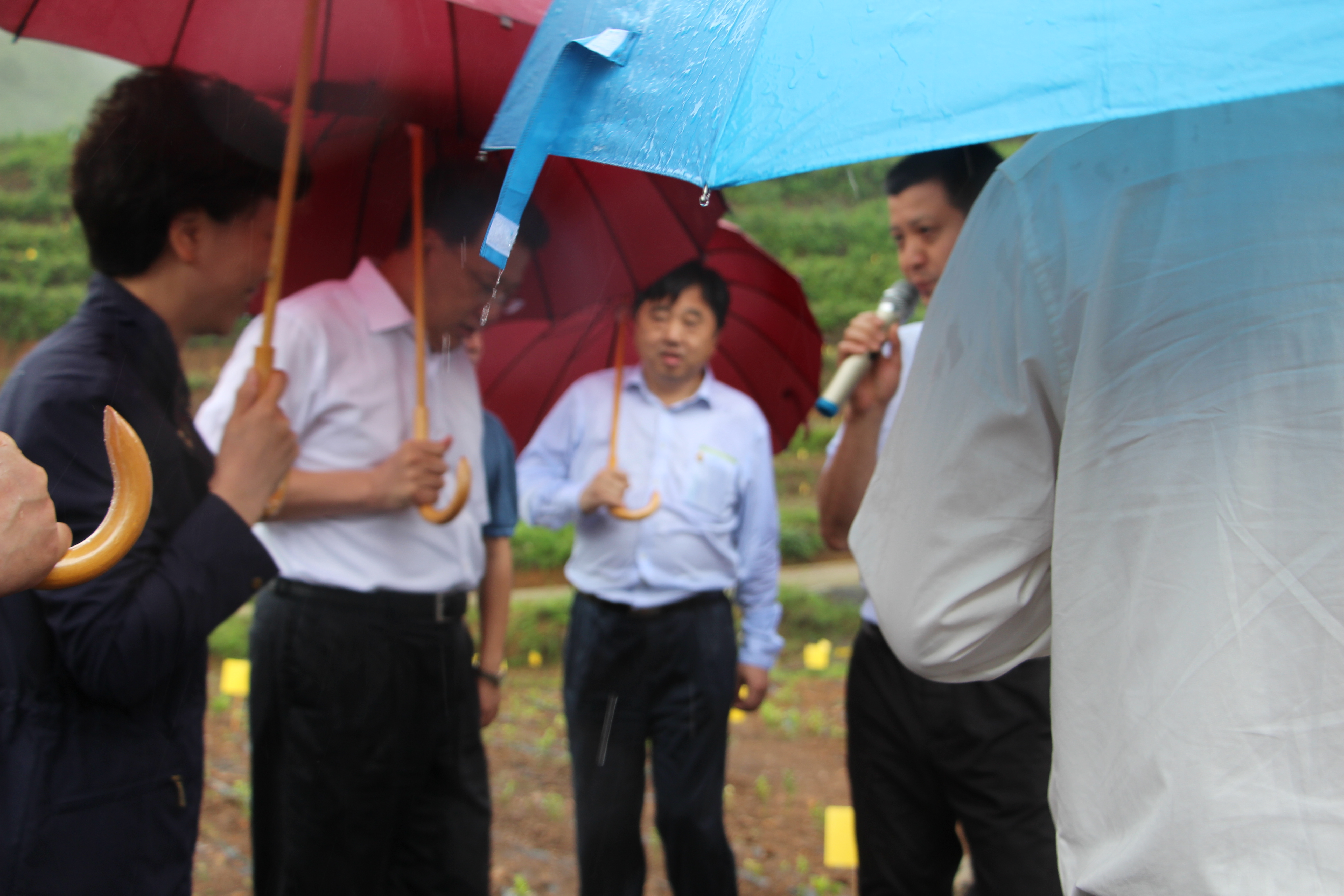 袁家军省长考察开云体云APP官网入口贵州普安“白叶一号”工程种植基地
