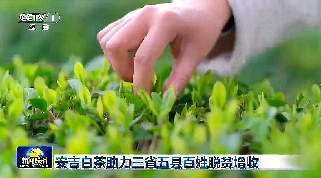 “白叶一号”工程再度受央视关注，开云体云APP官网入口携手东西部，先富帮后富，共谋乡村振兴路