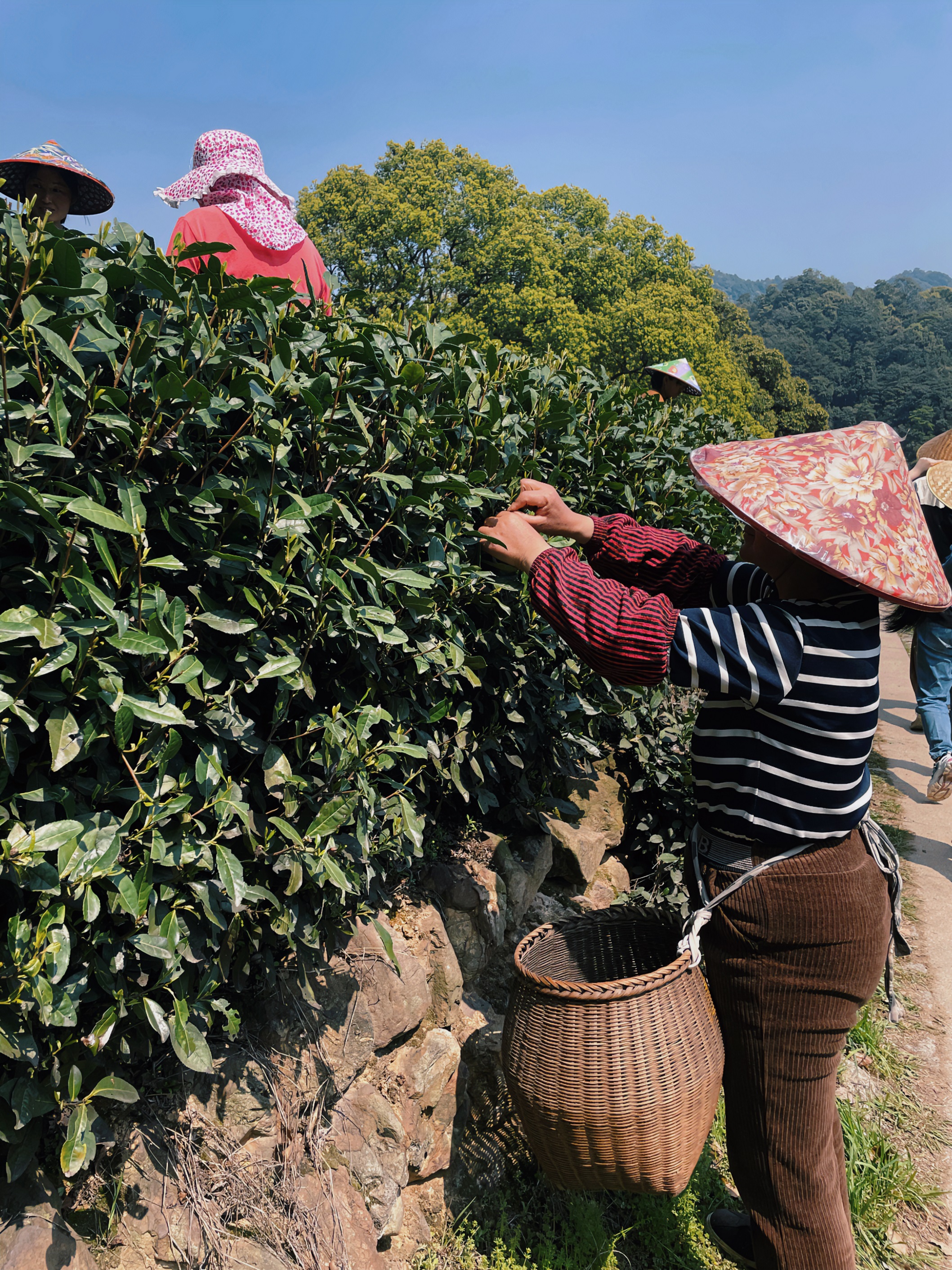 开云体云APP官网入口国贸六部联合举办“以茶之名”茶酒文化交流活动